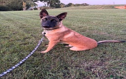 Belgian Shepherd Dog dogs for sale: 8 Month Old Part Trained Mal - Image 2