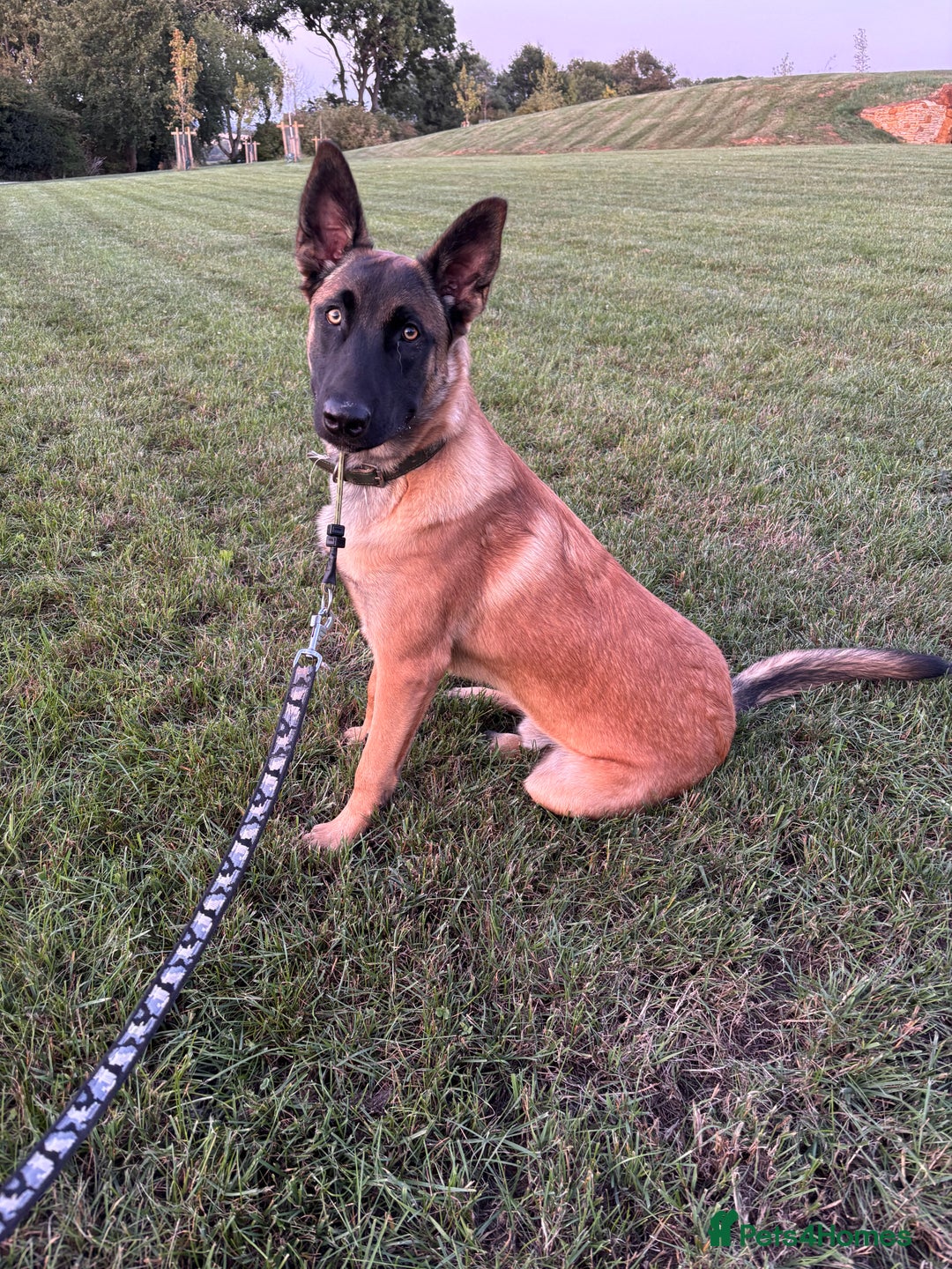 Belgian Shepherd Dog dogs for sale: 8 Month Old Part Trained Mal - Image 2