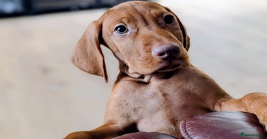 Hungarian Vizsla dogs - Advert 7
