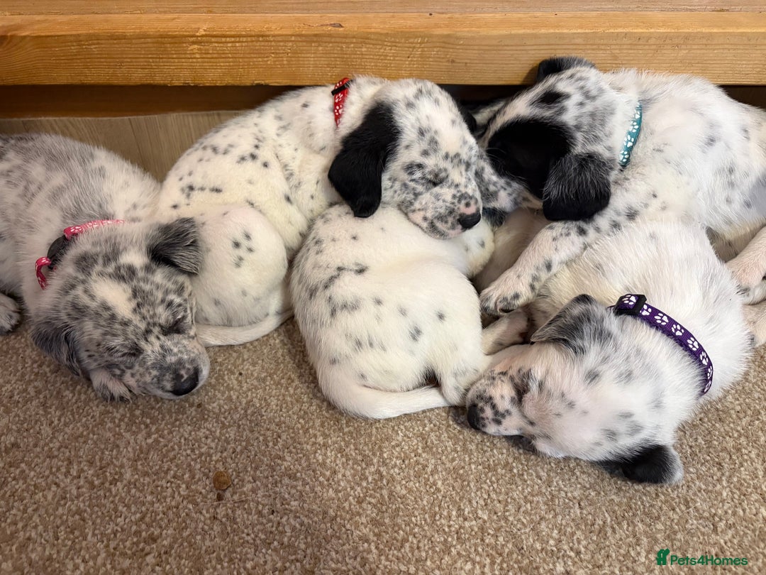 Mixed Breed dogs for sale: Pyrematian puppies - Advert 9