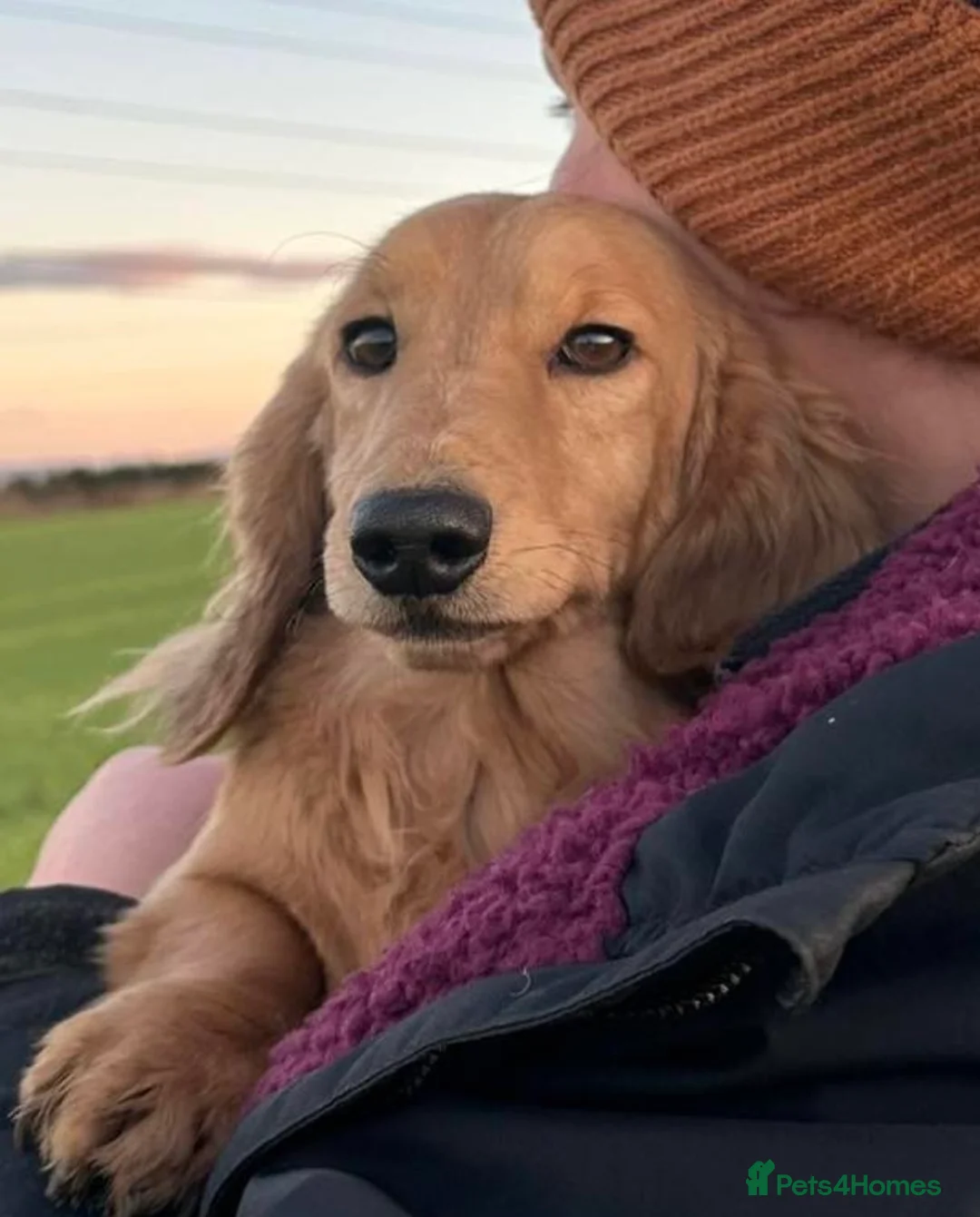 Miniature Dachshund dogs for sale: Long haired mini dachshunds  - Advert 2