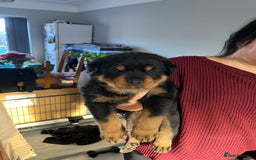 Rottweiler dogs for sale: Stunning KC registered Rottweiler pups  - Image 4