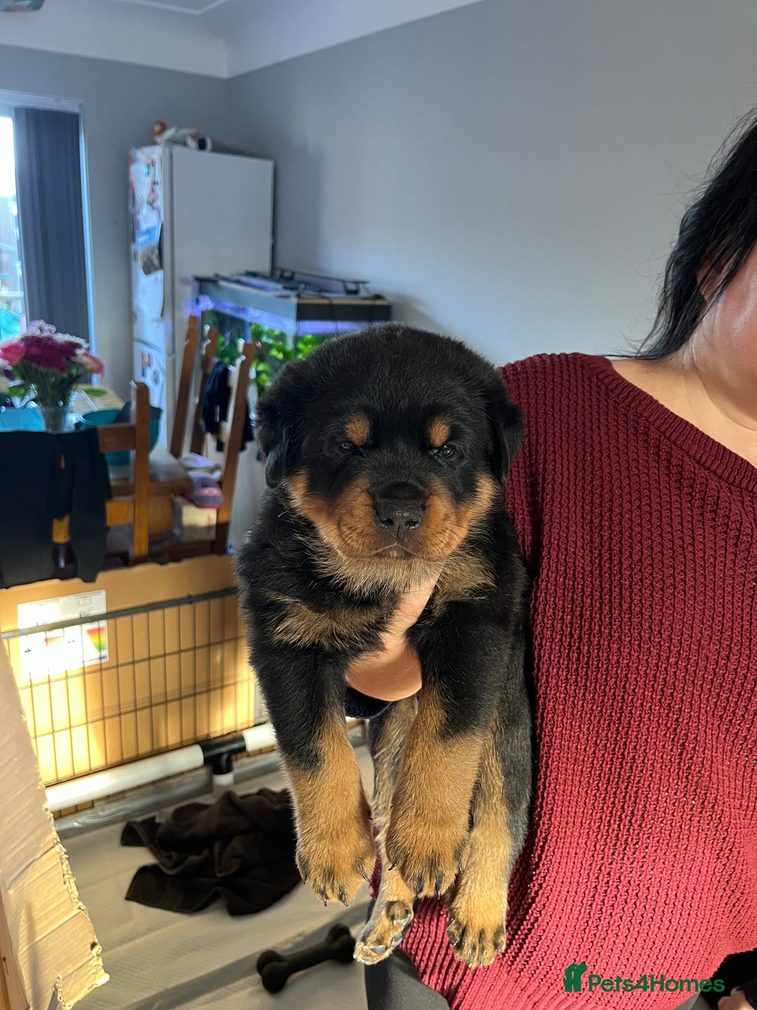 Rottweiler dogs for sale: Stunning KC registered Rottweiler pups  - Image 4