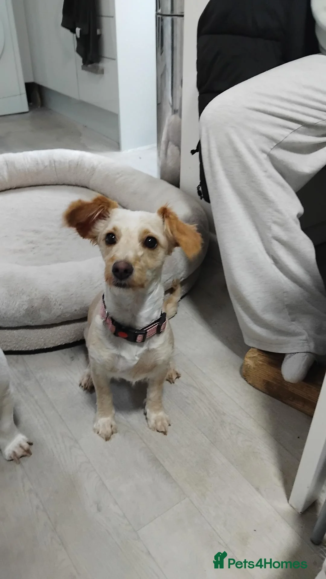 Mixed Breed dogs for sale: Pippa 1yrs cockapoochi - Advert 4