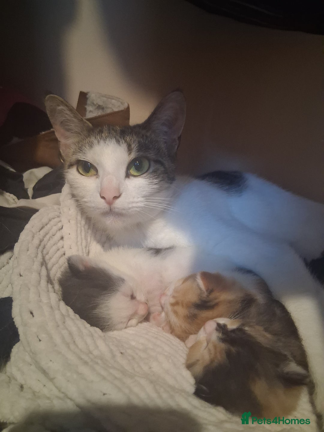British Shorthair cats for sale: 2 beautiful calico girls - Image 12