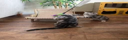 British Shorthair cats for sale: GCCF Classic Silver Tabby Kittens - Advert 8