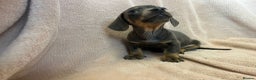 Miniature Dachshund dogs for sale: Miniature dachshunds (pink carriers)  - Advert 17