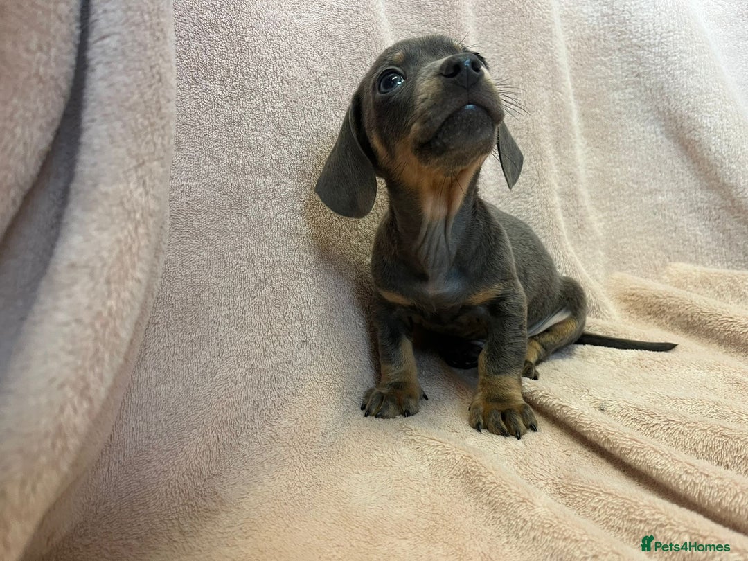 Miniature Dachshund dogs for sale: Miniature dachshunds (pink carriers)  - Advert 17