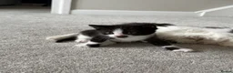 Domestic Shorthair cats for sale: Kittens  in Spalding - Advert 3