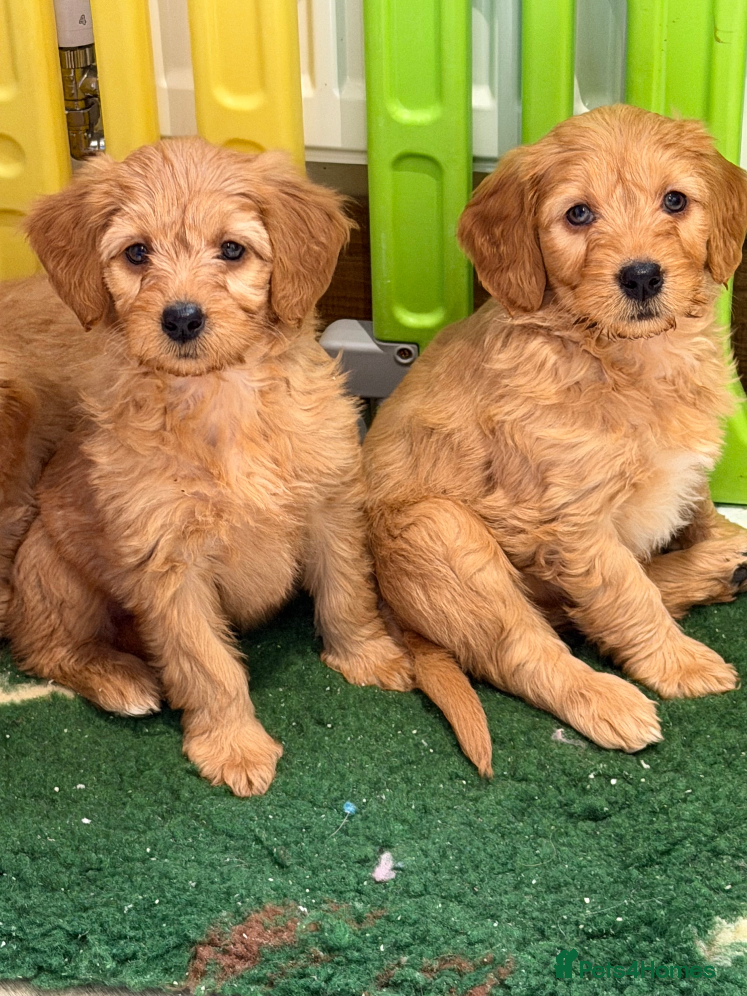 Mini Goldendoodle dogs Ready now health tested F1 goldendoodle puppies  - Advert 9