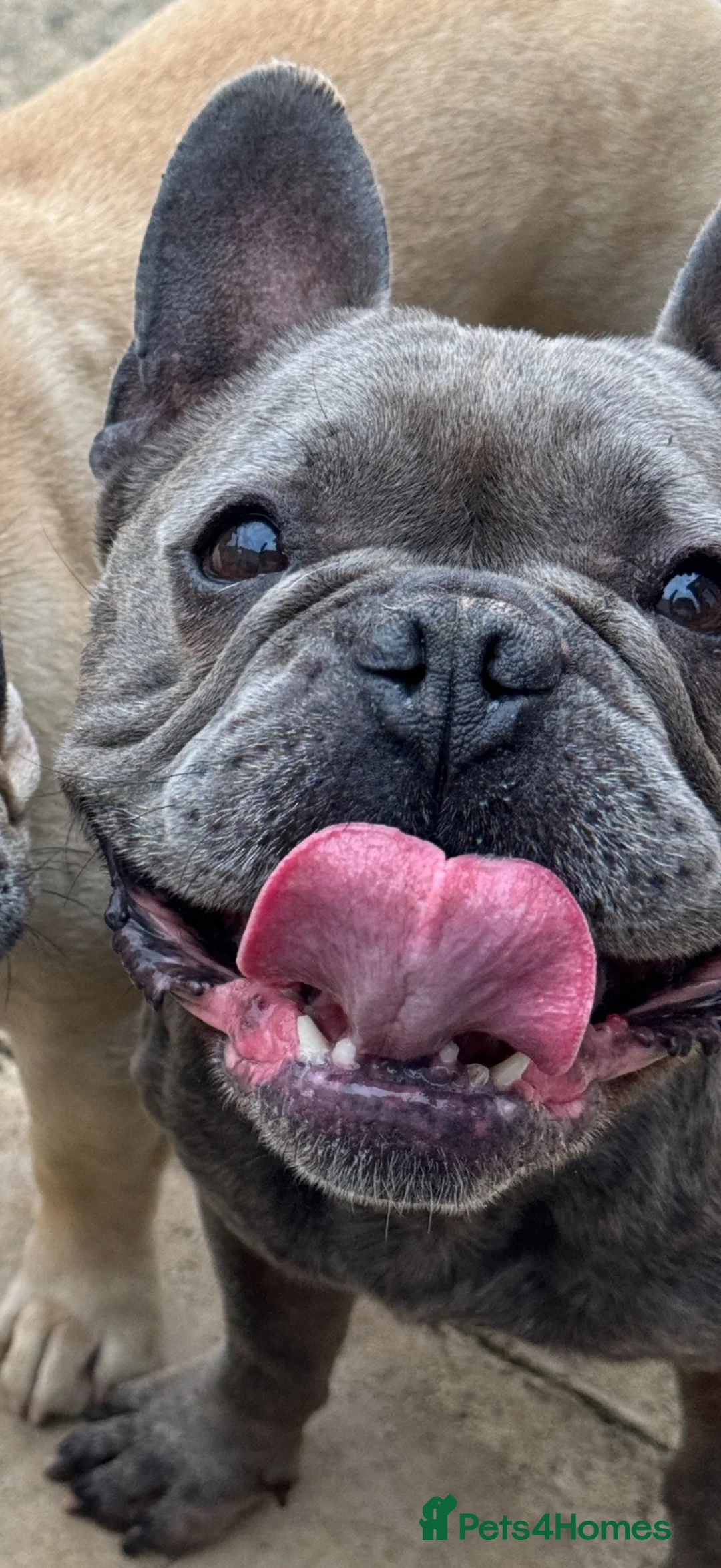 French Bulldog dogs for sale: French bulldog male  - Advert 2