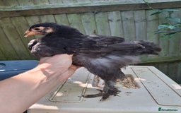 Chickens poultry for sale: Brahma young hens  - Image 2