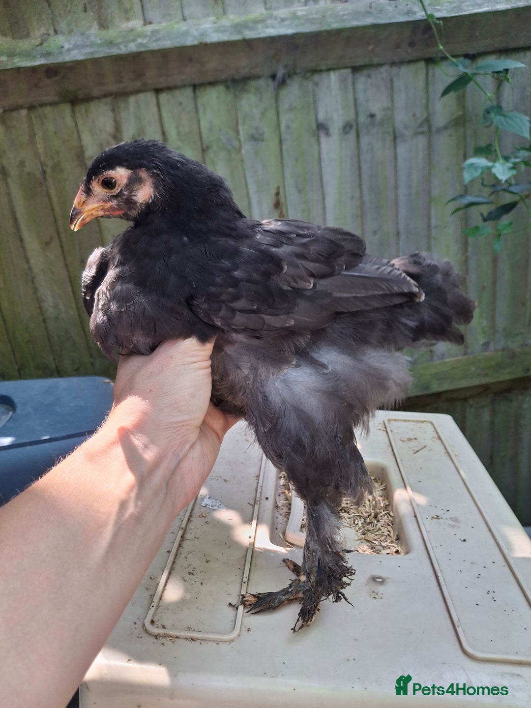 Chickens poultry for sale: Brahma young hens  - Image 2