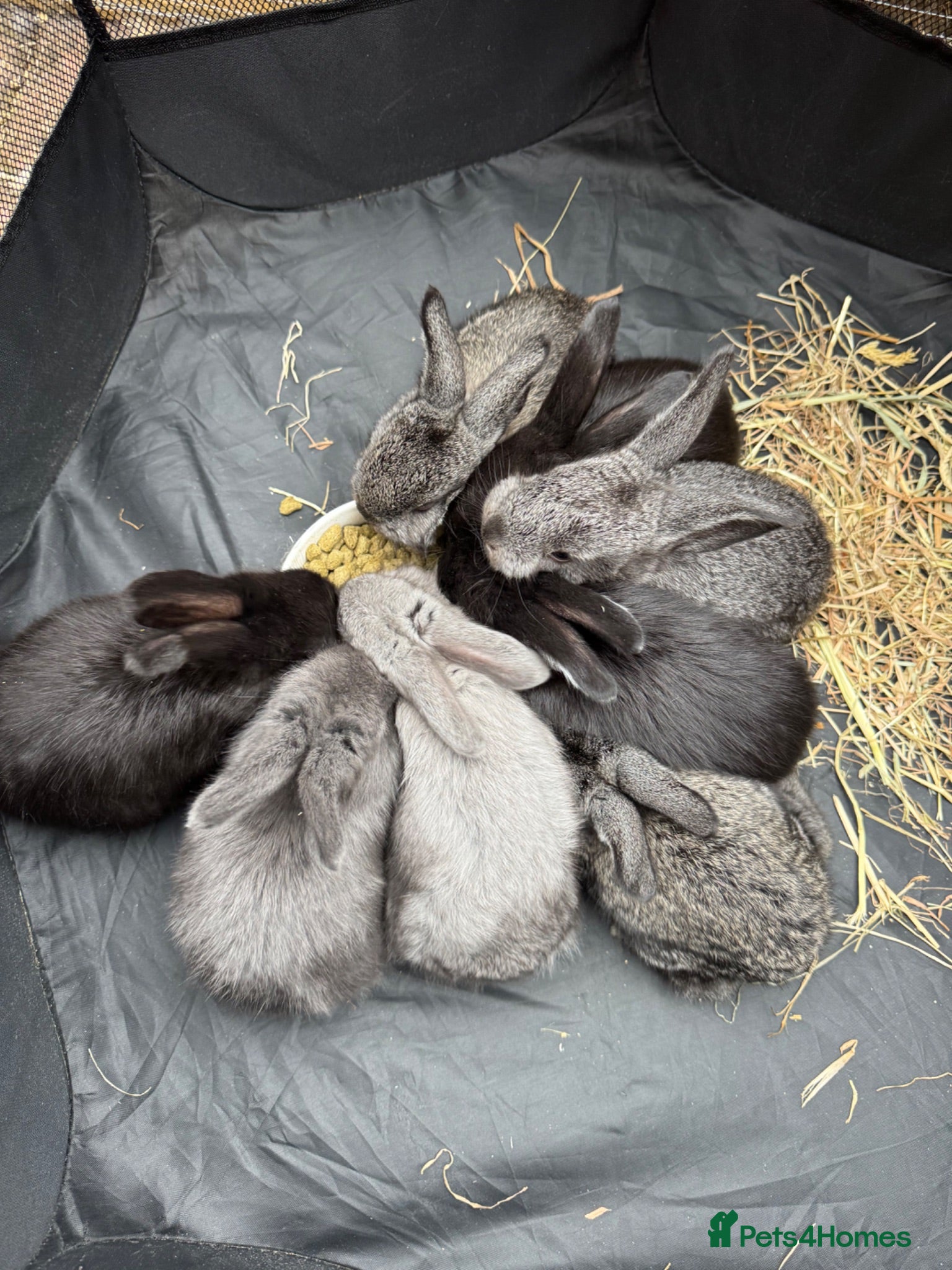 French Lop rabbits 7 Baby French lops - Advert 1