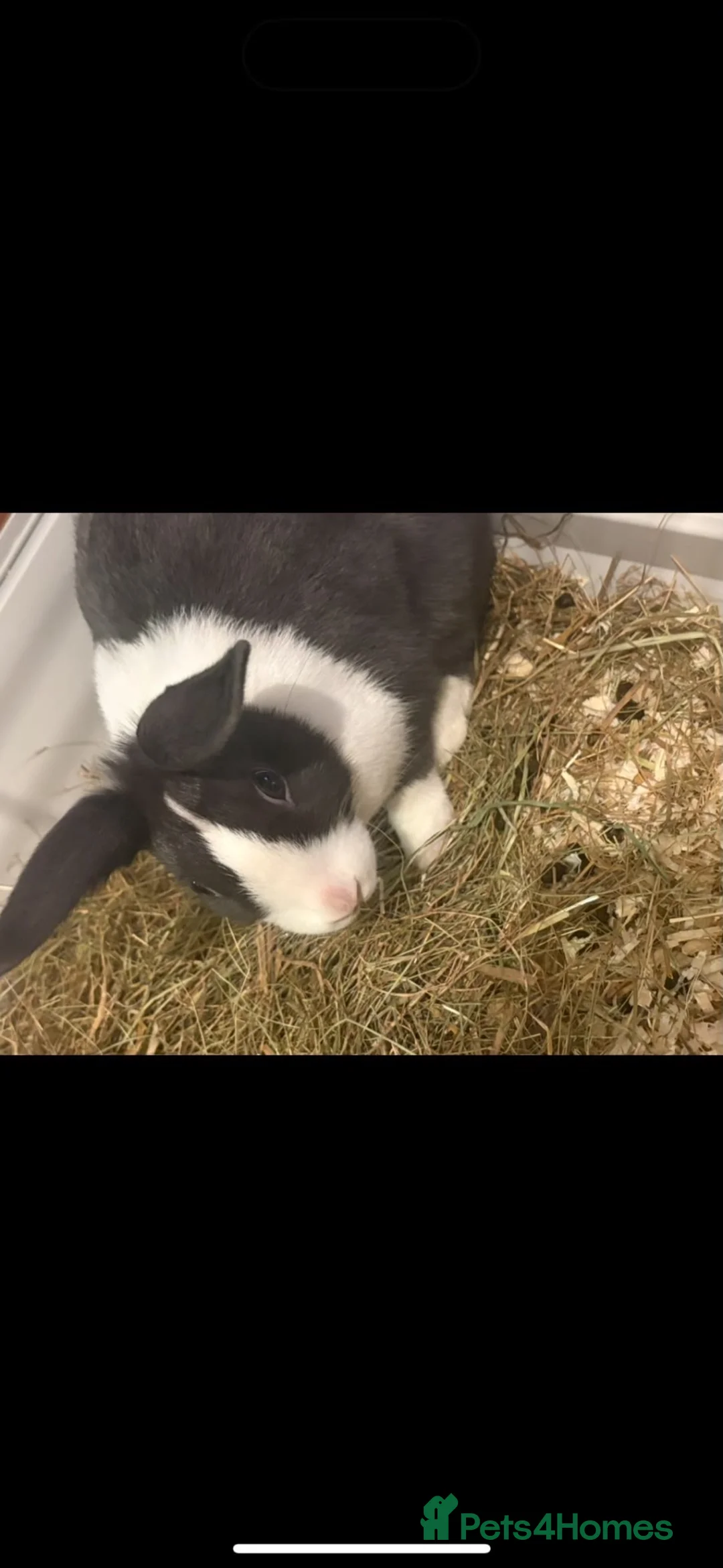 Mixed Breed rabbits for sale: Two beautiful rabbits for rehoming in London - Advert 2