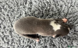 Boston Terrier dogs for sale: Boston terrier puppies - Image 21