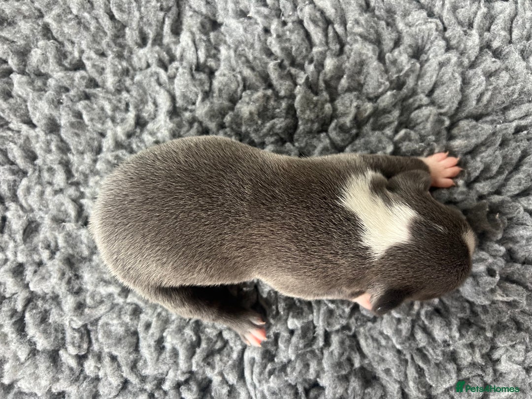 Boston Terrier dogs for sale: Boston terrier puppies - Image 21