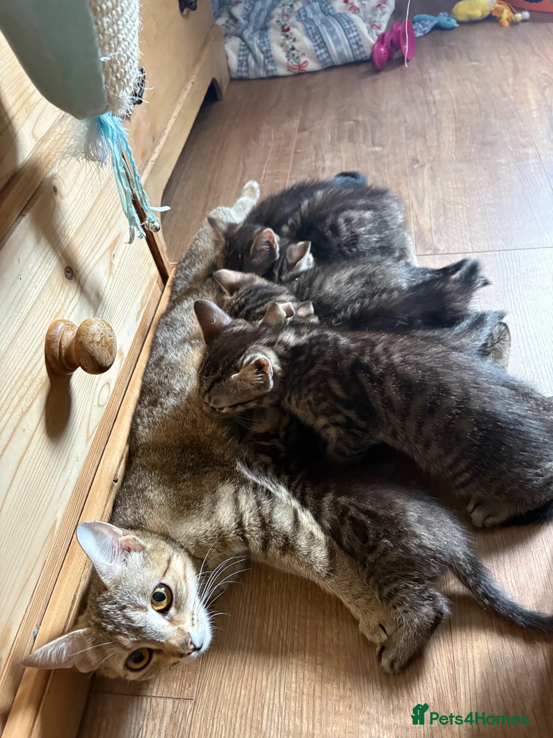 Mixed Breed cats for sale: 4 beautiful tabby kittens for sale - Advert 2