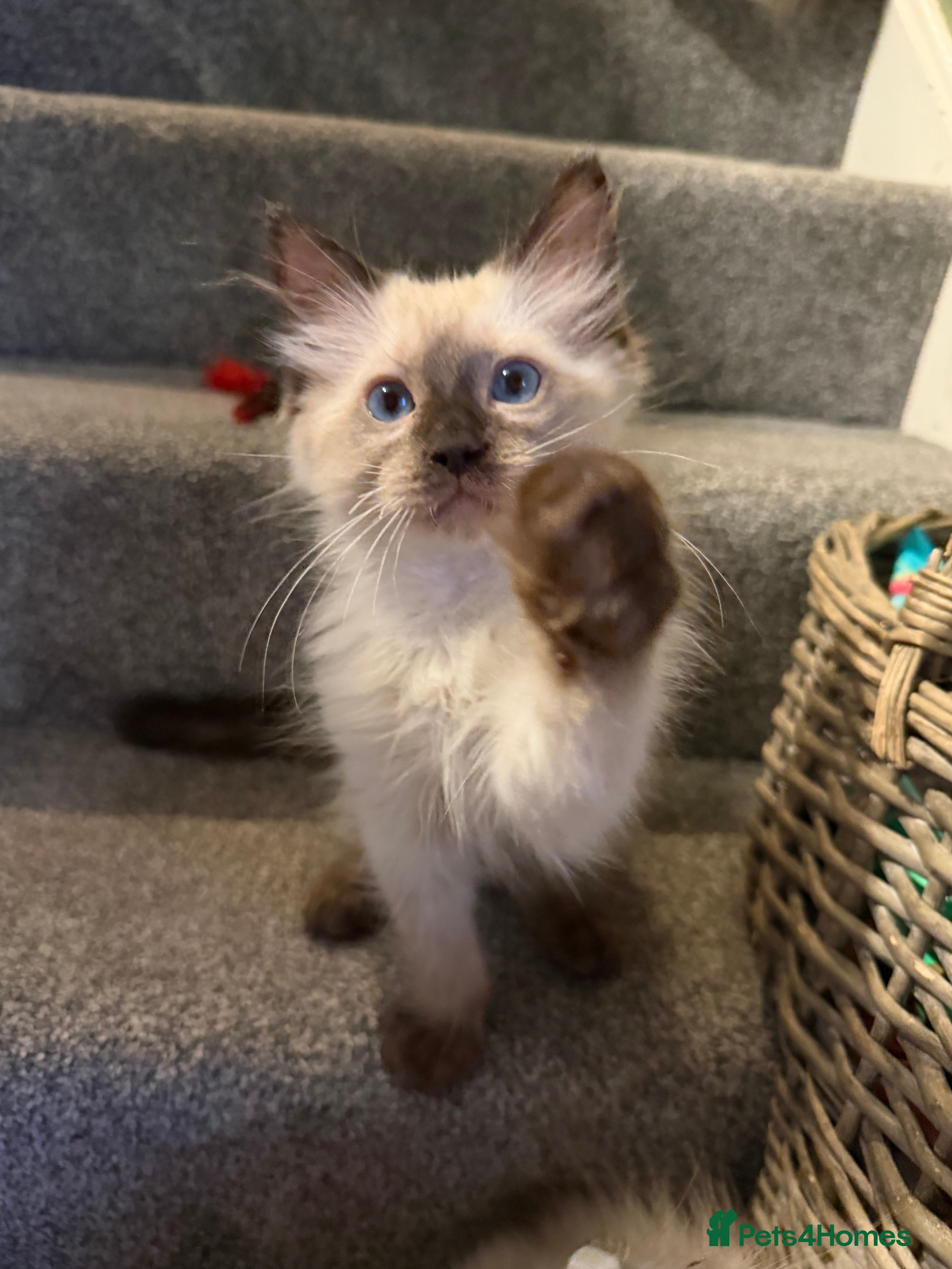 Ragdoll cats Tica Registered Mink Ragdolls - Advert 2