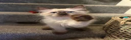 Ragdoll cats for sale: Tica Registered Mink Ragdolls - Advert 27