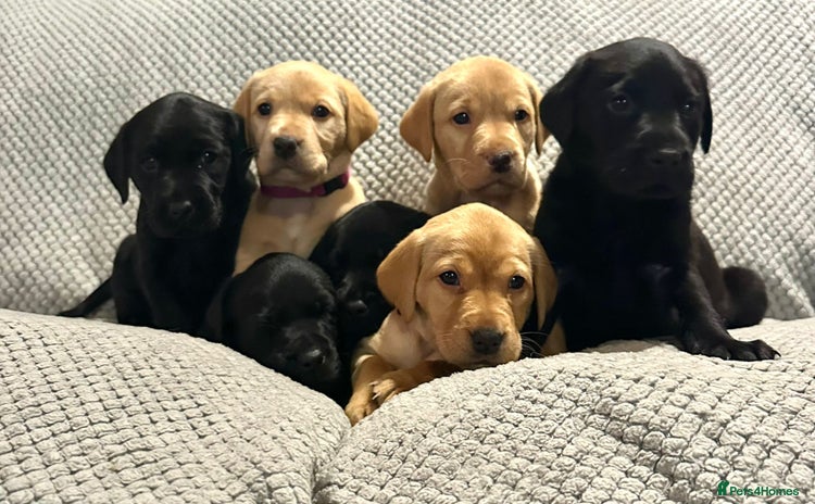 Labrador Retriever dogs - Advert 5