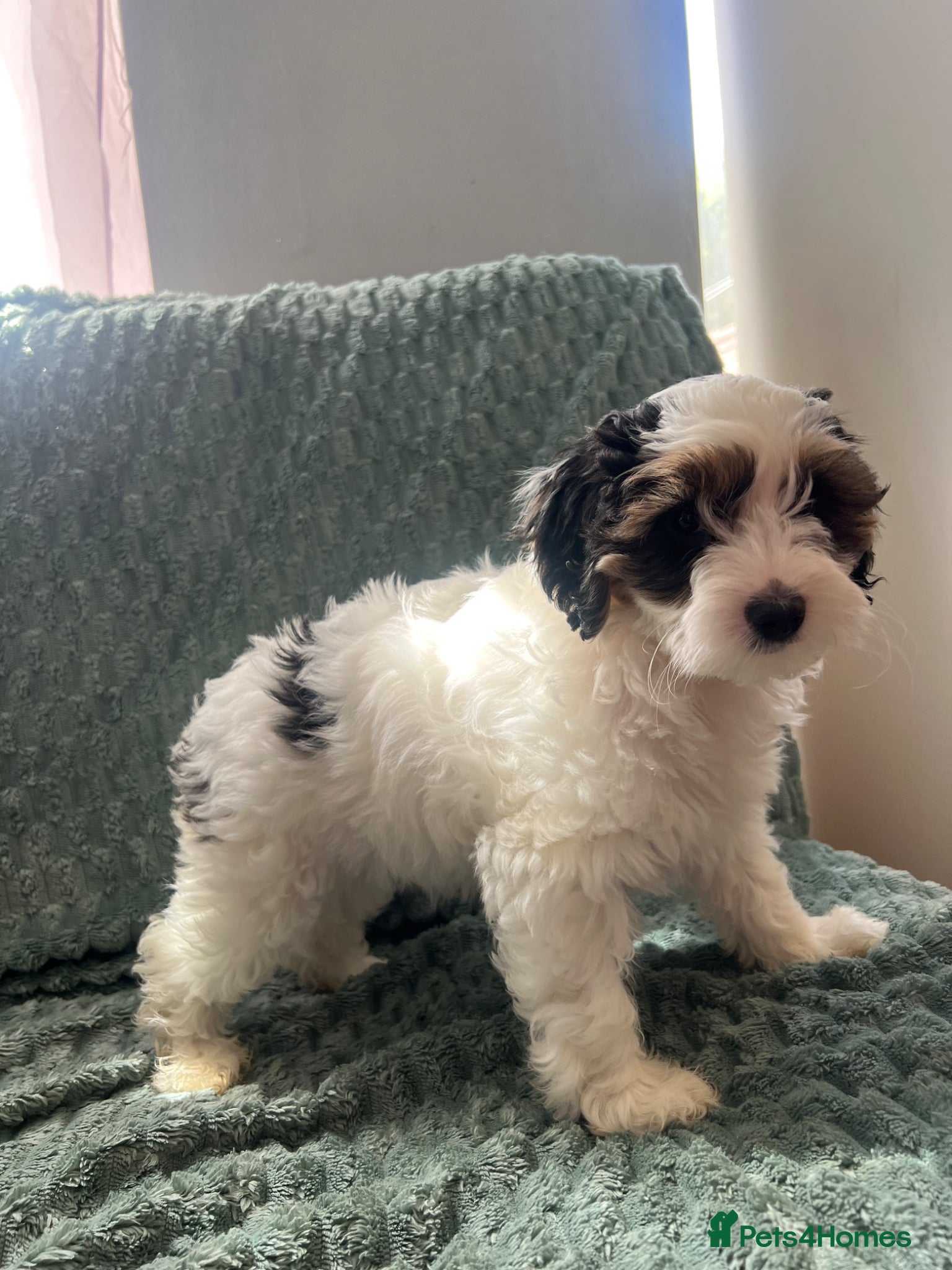 Australian Labradoodle dogs Australian labradoodle only one girl left - Advert 9
