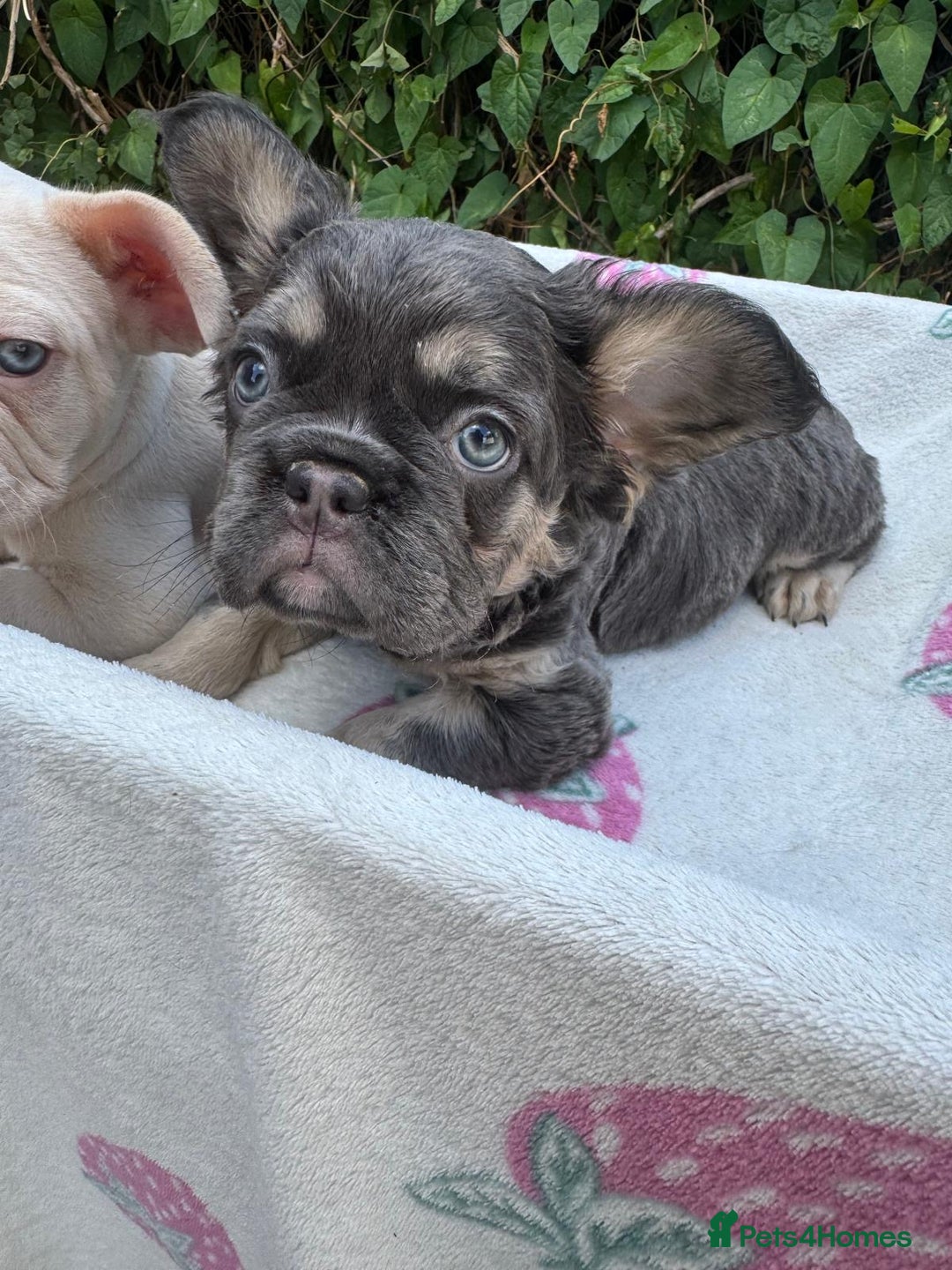 French Bulldog dogs for sale: 🐶 Adorable French Bulldog Puppies - Image 8