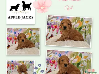 Mini Goldendoodle dogs Miniature Goldendoodle puppies available - Advert 4
