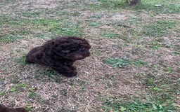 Cockapoo dogs for sale: Stunning F1B Cockapoo puppies  - Image 18