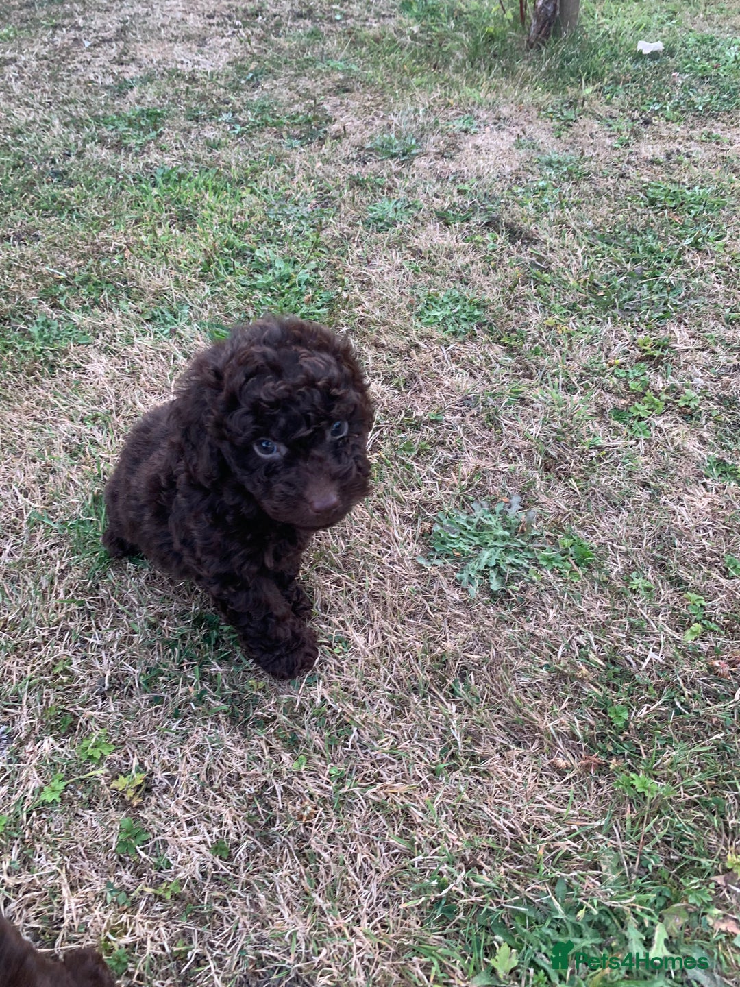 Cockapoo dogs for sale: Stunning F1B Cockapoo puppies  - Image 18