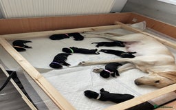 Mixed Breed dogs for sale: Dalmador Puppies for sale - Image 4