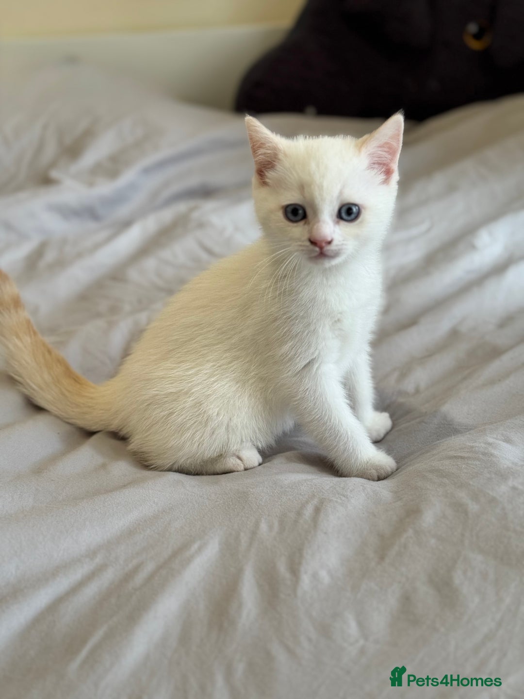 British Shorthair cats for sale: British shorthair kittens - Image 3