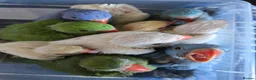Ringnecks birds for sale: Hand-Reared Baby Indian Ringnecks for Sale  in Leicester - Advert 5