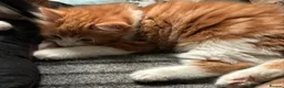 Mixed Breed cats for sale: Beautiful Litter of Mixed Breed Kittens - Advert 15