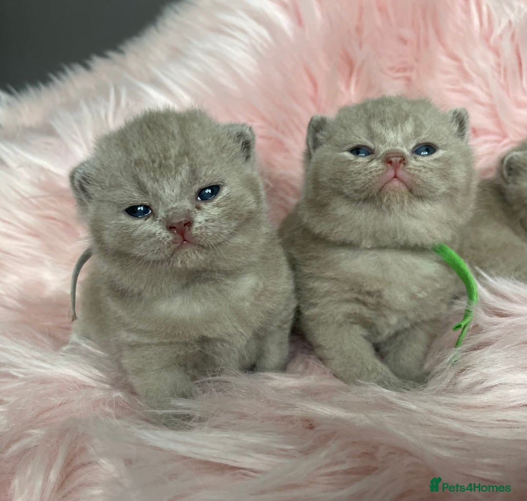 British Shorthair cats for stud: 🏆🔥GCCF BLUE CHAMPION STUD CARRYING CINNAMON 🔥🏆 - Advert 14