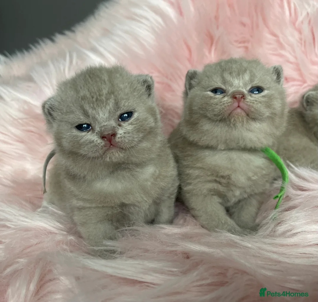 British Shorthair cats for stud: 🏆🔥GCCF BLUE CHAMPION STUD CARRYING CINNAMON 🔥🏆 - Advert 14