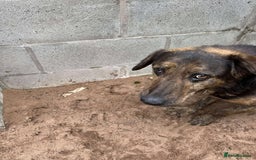 Mixed Breed dogs for adoption: Meet Jess, currently residing in Cheshire  in Nantwich - Image 9