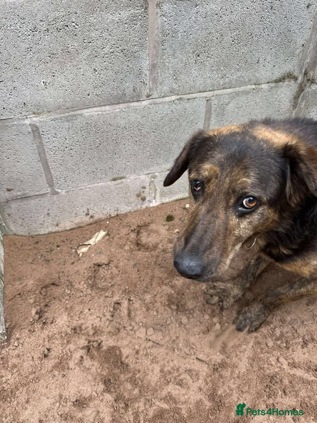 Mixed Breed dogs for adoption: Meet Jess, currently residing in Cheshire  in Nantwich - Image 9