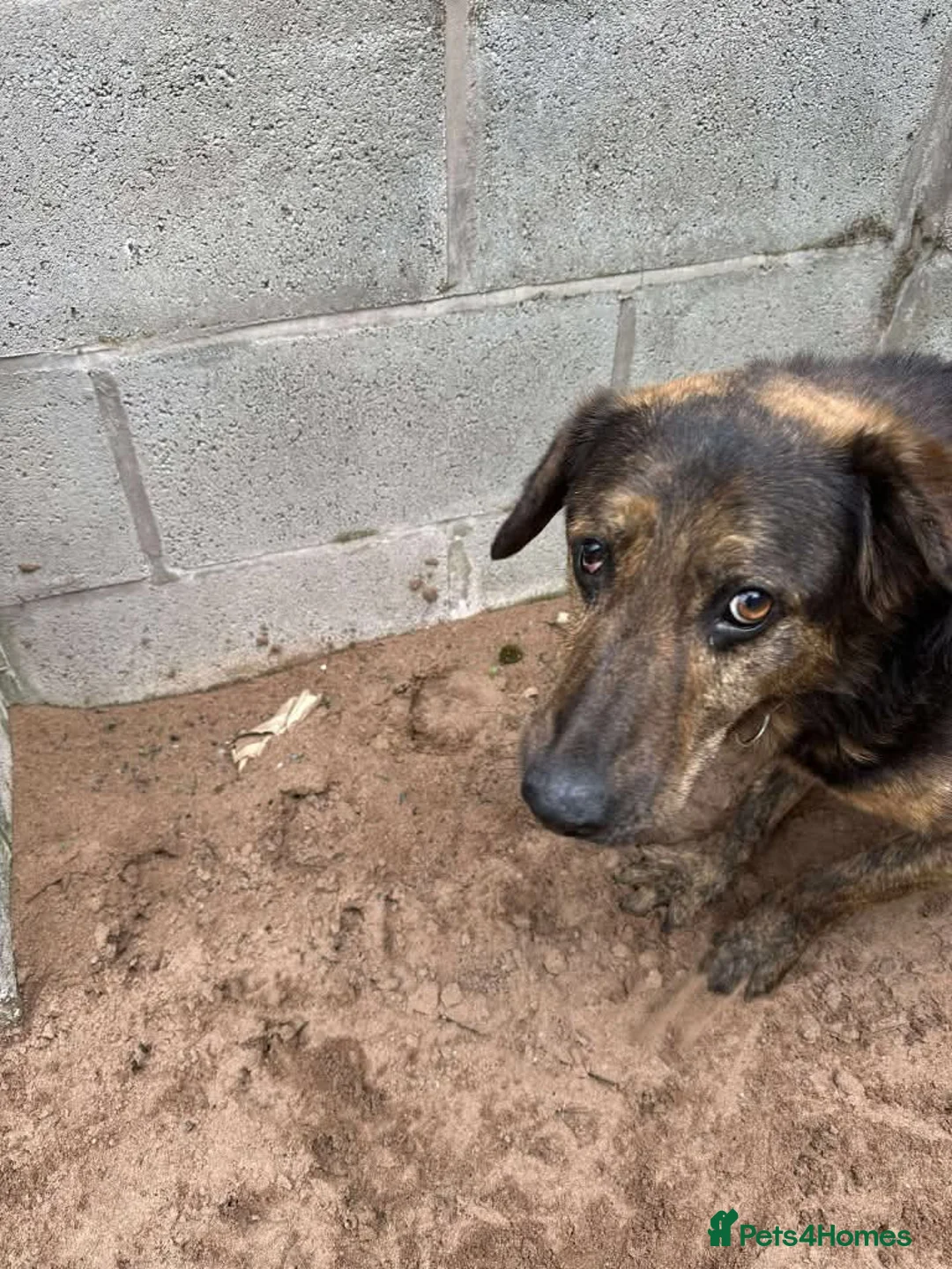 Mixed Breed dogs for adoption: Meet Jess, currently residing in Essex in Nantwich - Advert 10