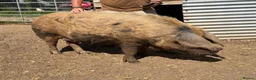 Pig livestock for sale: Oxford sandy and black Sow. - Advert 2