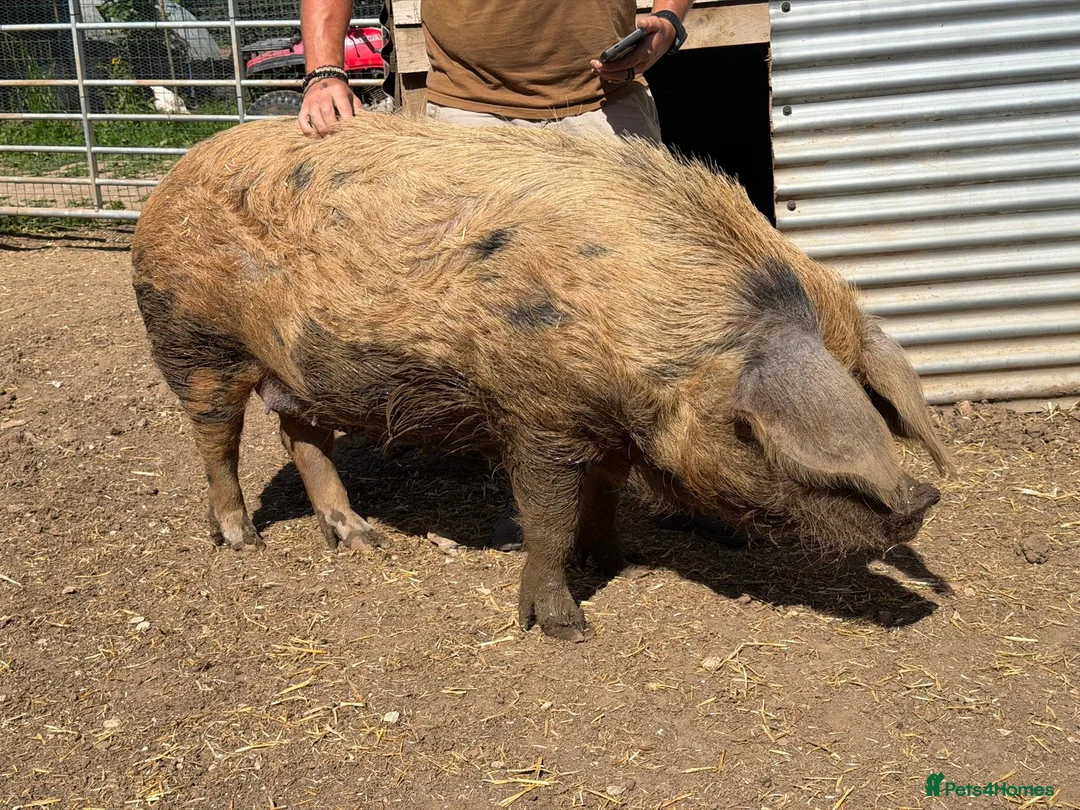 Pig livestock for sale: Oxford sandy and black Sow. - Advert 2