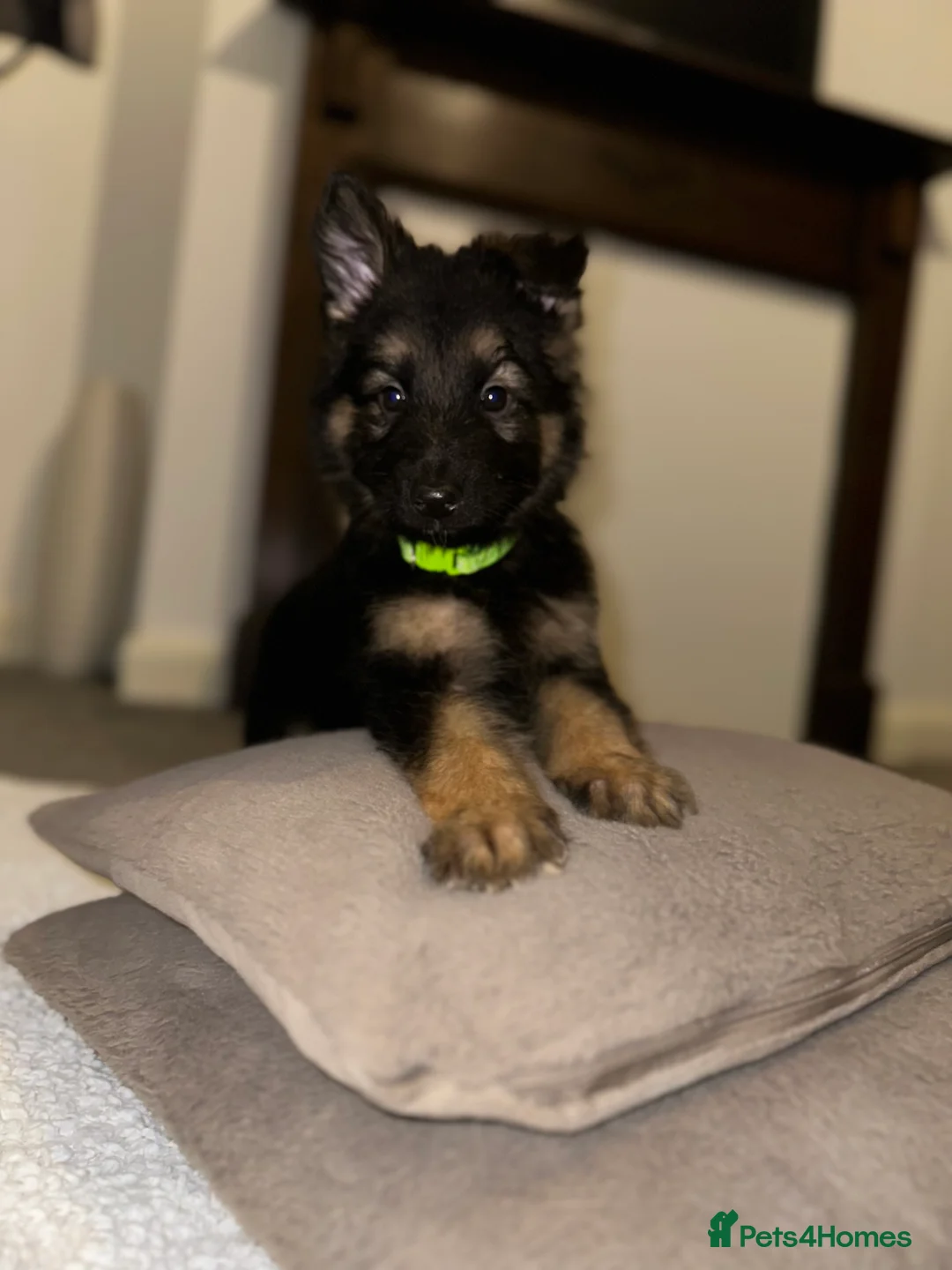 German Shepherd dogs for sale:  Long-Haired German Shepherd Puppies - Advert 9