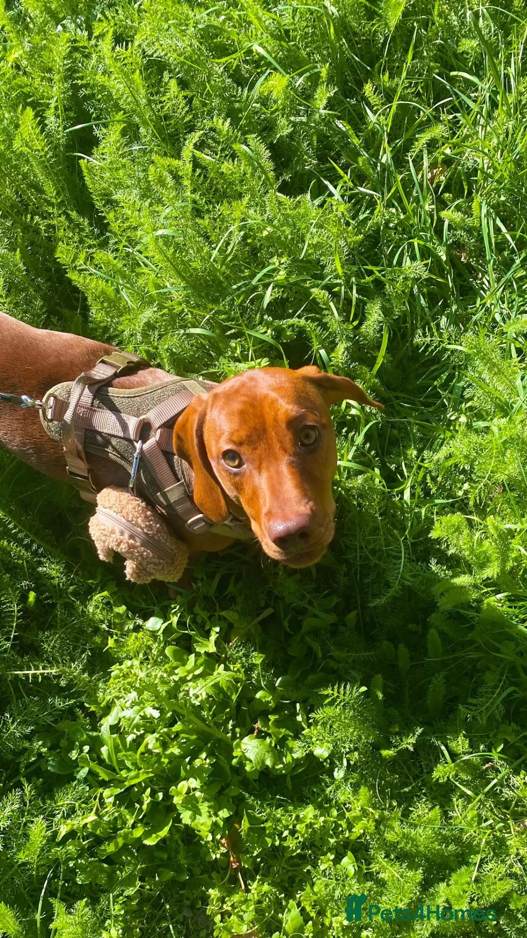 Jackshund dogs for sale: Otto - 8 month old Jackshund! - Advert 1