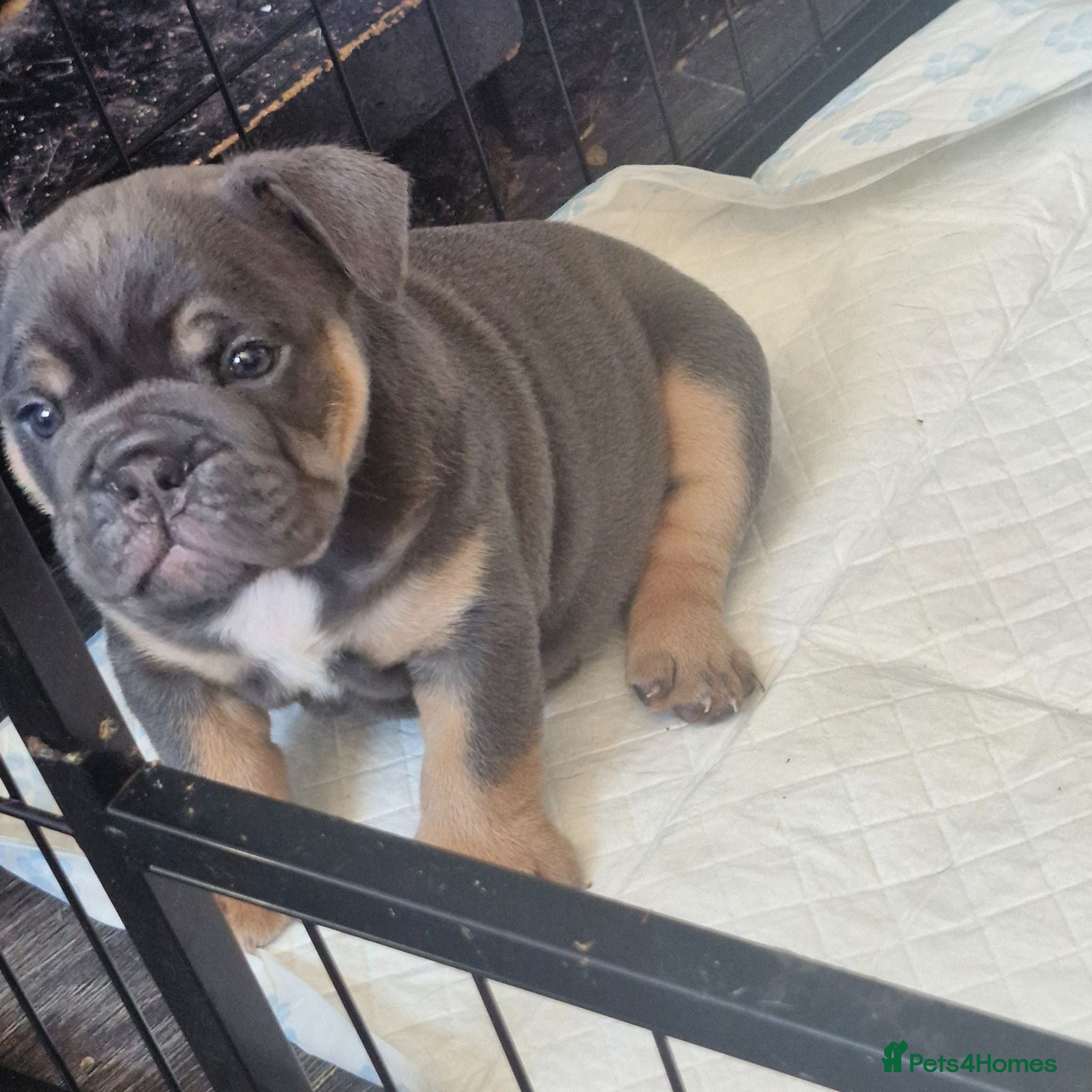 English Bulldog dogs KC REGISTERED BLUE TRI ENGLISH BULLDOGS FOR SALE - Advert 2