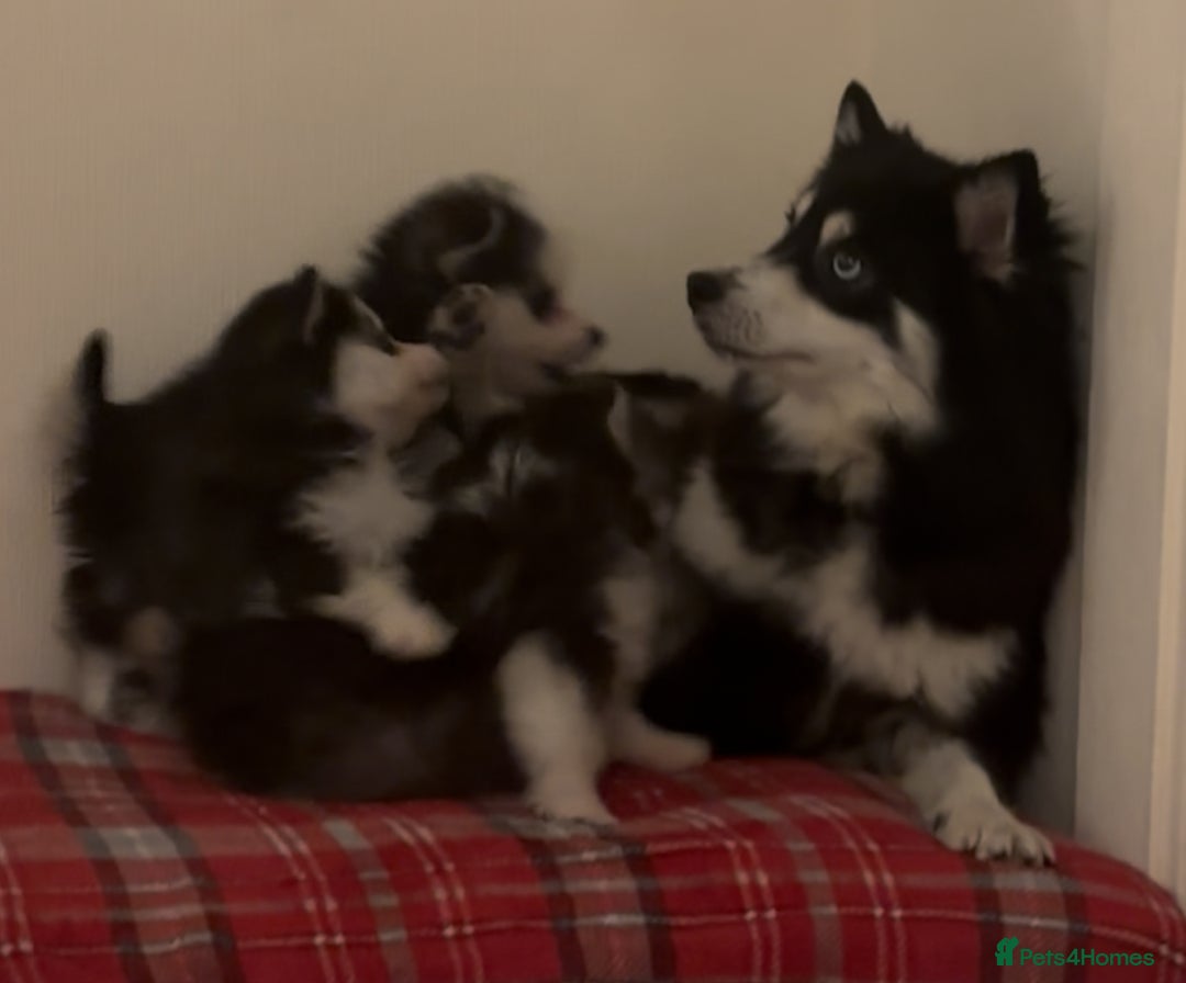 Pomsky dogs for sale: Toy Pomsky Multigenerational - Advert 3