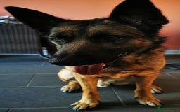 Mixed Breed dogs for sale: German shepard cross Malanois  - Image 2