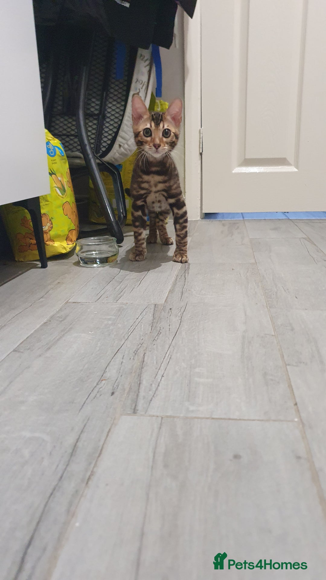 Bengal cats for sale: Beautiful Bengal - Advert 5