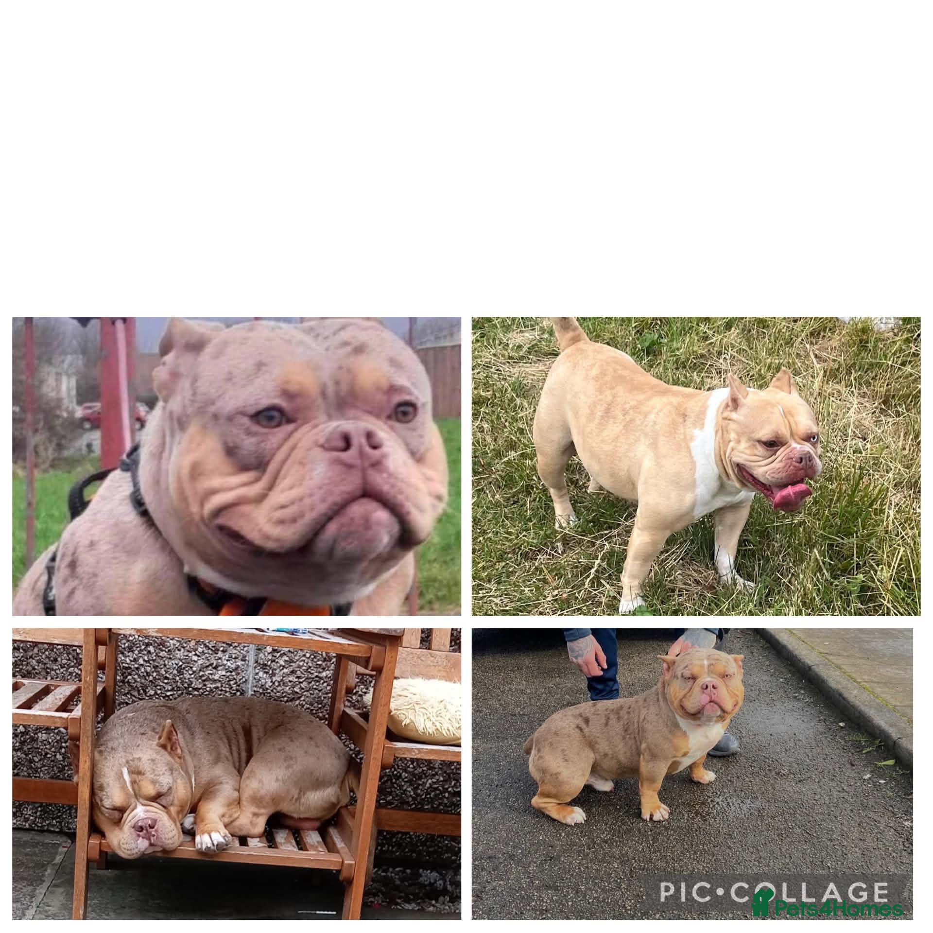 American Bully dogs Beautiful Pocket Bully STUD - Advert 2