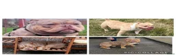 American Bully dogs for stud: Beautiful Pocket Bully STUD in Bradford - Advert 1
