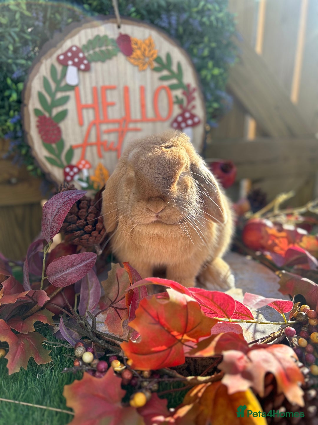 Mini Lop rabbits for sale: ⭐ VACCINATED ADULT PUREBRED MINI LOP RABBITS ⭐  - Advert 13